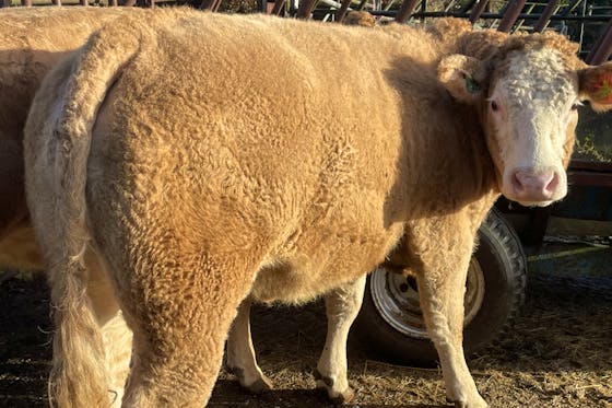 Simmental Cattle For Sale Sellmylivestock The Online Livestock Marketplace 