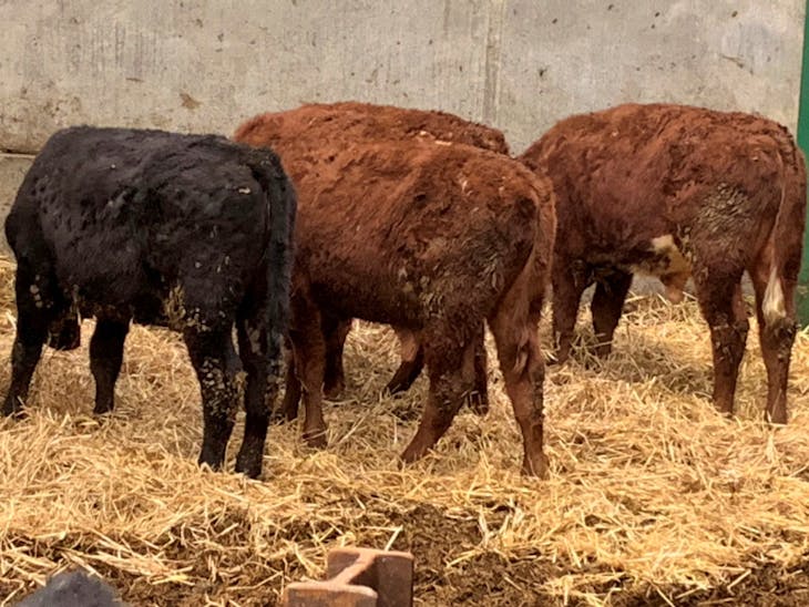 20 Aberdeen Angus, Limousin Cross Store Calves, Heifers, Steers ...