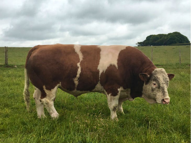 1 Pedigree Simmental Breeding Bull | SellMyLivestock - The Online ...