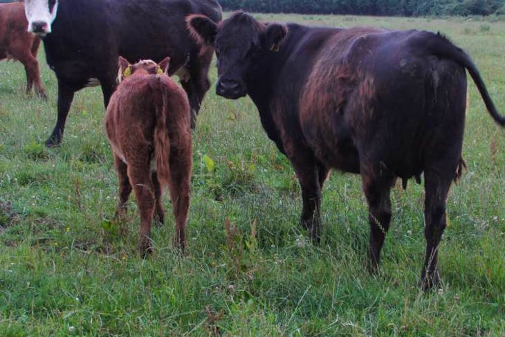 7 Highland Cross In-calf Breeding Cows With Calves At Foot 