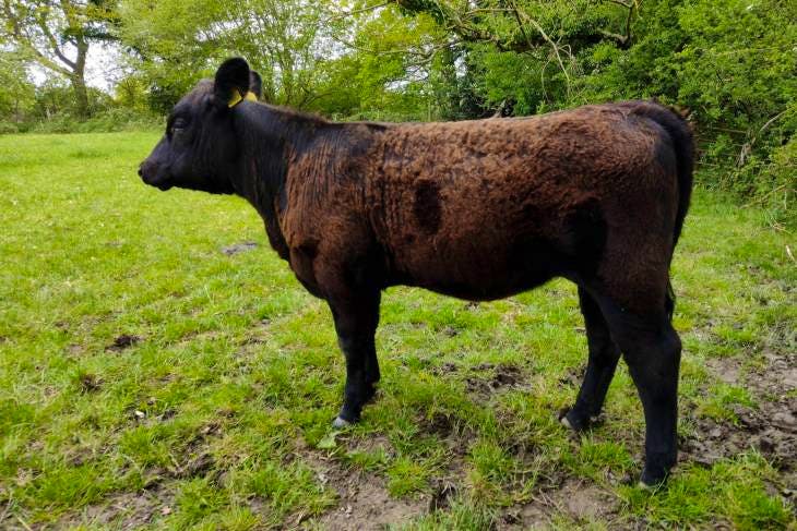 1 Pedigree Aberdeen Angus Red, Aberdeen Angus In-Calf Breeding Cow with ...