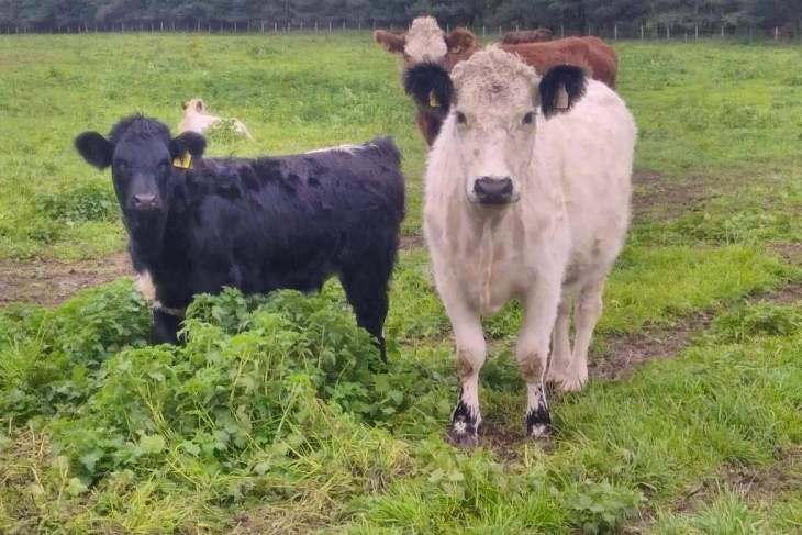 1 Aberdeen Angus, Longhorn Cross Breeding Cow with Calf at Foot ...