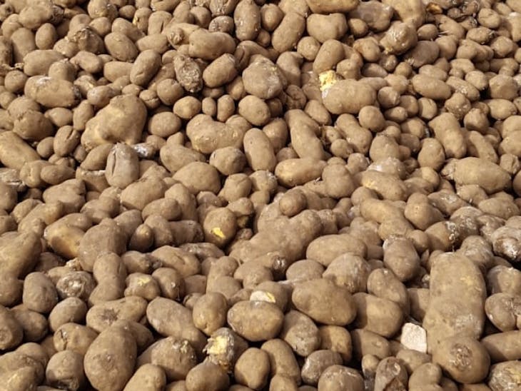 29t Potatoes SellMyLivestock The Online Livestock Marketplace