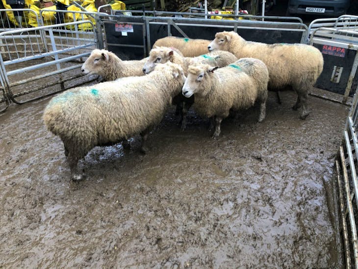 81 North of England Mule, Suffolk, Texel Cross In-Lamb Breeding Ewes