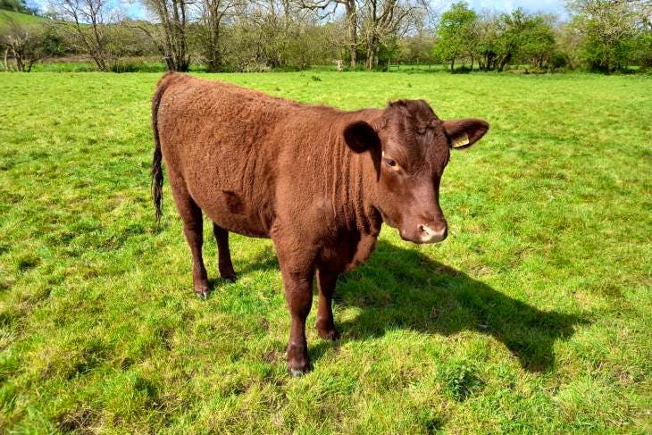 4 Pedigree Devon Red Breeding Heifers | SellMyLivestock - The Online ...