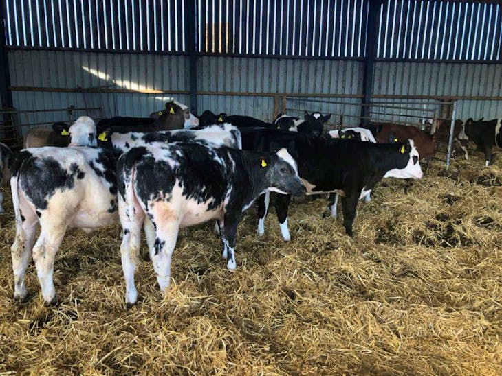 16 British Blue, Limousin, Simmental, Aberdeen Angus, Hereford Cross 