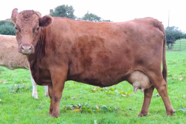 4 Pedigree Dexter, Miniature Hereford In-Calf Breeding Cows ...