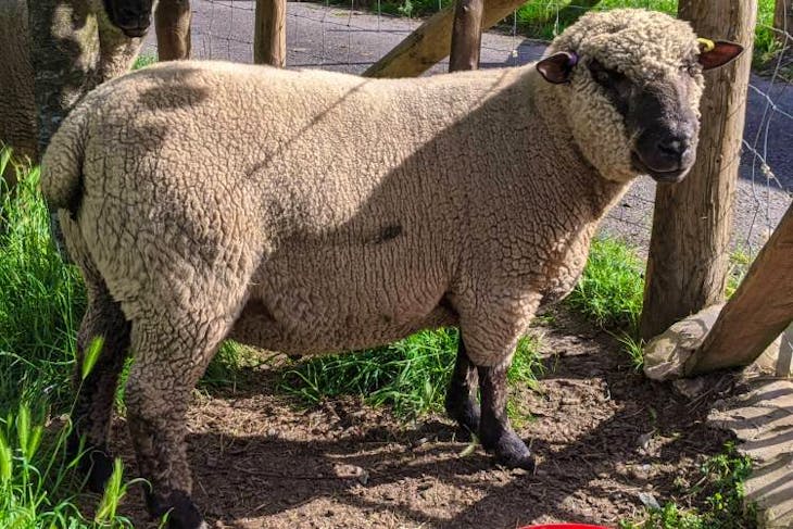 1 Pedigree Shropshire Breeding Ram | SellMyLivestock - The Online ...