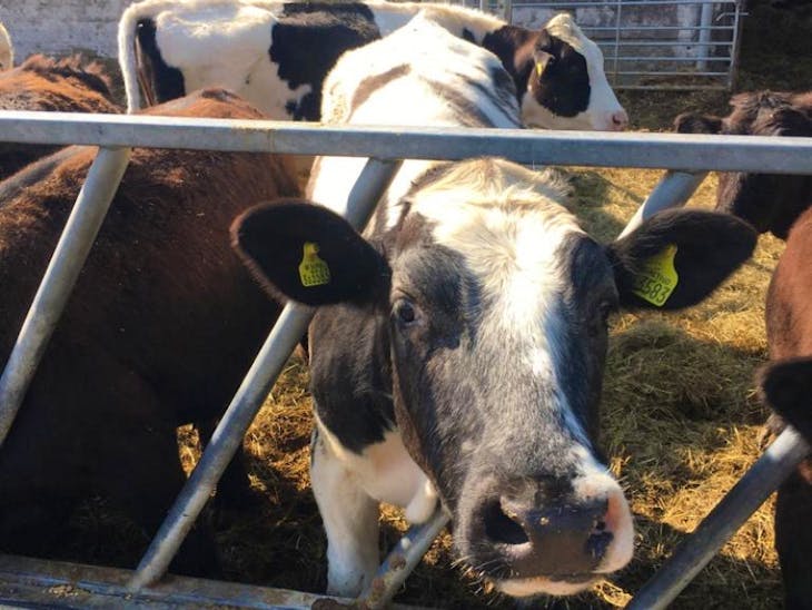 47 British Blue, Holstein Friesian, Limousin Cross Store Heifers