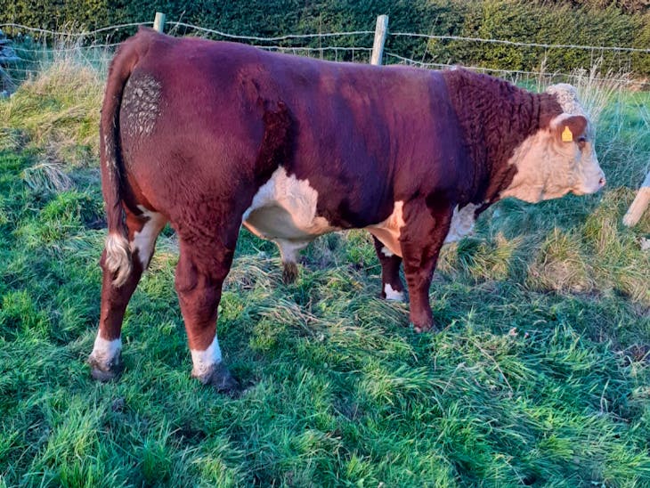 7 Pedigree Hereford Breeding Young Bulls, Bulls | SellMyLivestock - The ...