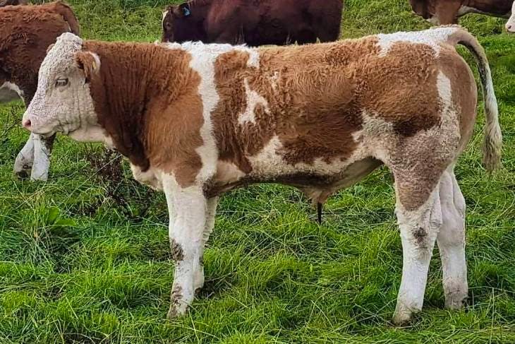 1 Simmental Breeding Bull, Young Bull | SellMyLivestock - The Online ...