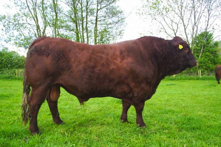 4 Pedigree Salers Breeding Bulls | SellMyLivestock - The Online ...