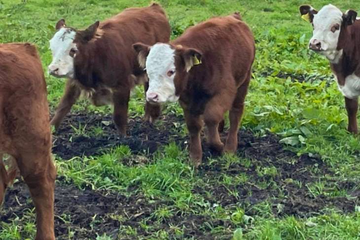 3 Dexter, Hereford Cross In-Calf Breeding Cows with Calves at Foot ...