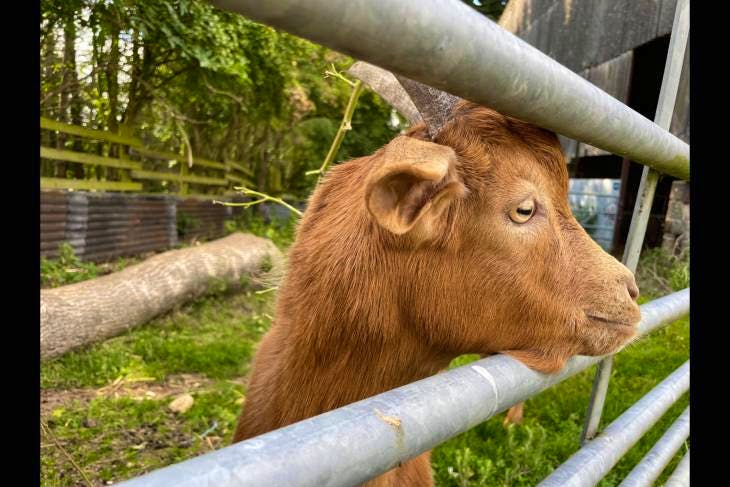 1 Golden Guernsey Breeding Kid | SellMyLivestock - The Online Livestock ...