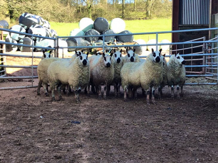 12 Pedigree Kerry Hill Breeding Lambs SellMyLivestock The Online Livestock Marketplace
