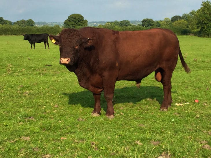 6 Aberdeen Angus Cross In-Calf Breeding Cows | SellMyLivestock - The ...