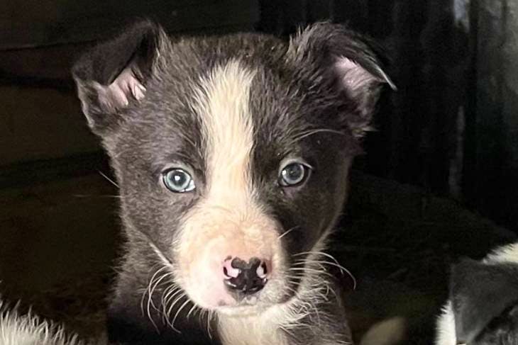 1 Registered Border Collie (female) 