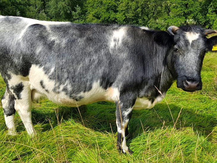 10 Pedigree Shetland In-Calf Breeding Cows | SellMyLivestock - The ...