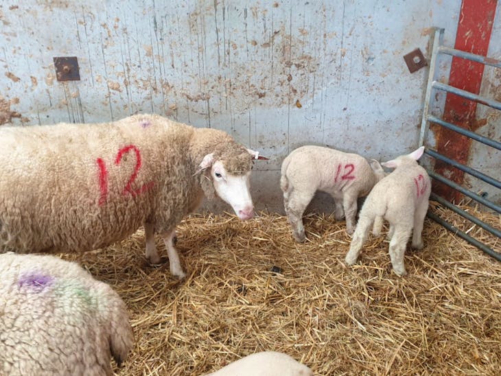 15 Texel, Scotch Halfbred, Charollais Cross Breeding, Store Ewes with ...