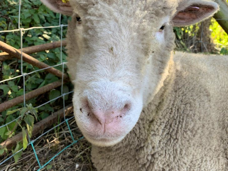 15 Dorset Horn & Poll Dorset Breeding Ewes SellMyLivestock The