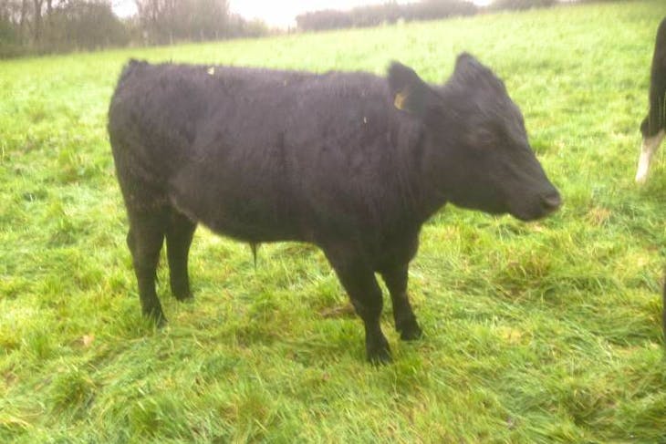 4 Dexter, Aberdeen Angus, Hereford Cross Store Steers | SellMyLivestock ...