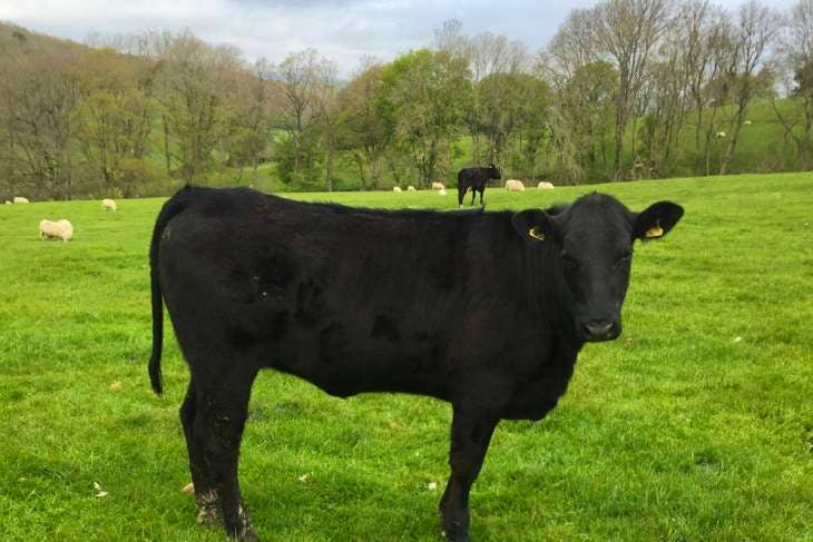 14 Aberdeen Angus, Limousin Cross Breeding, Store Heifers ...