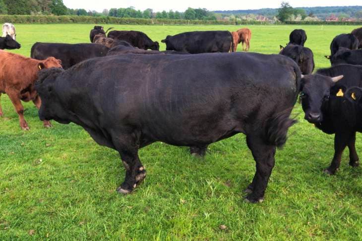 1 Pedigree Dexter Breeding Bull | SellMyLivestock - The Online ...