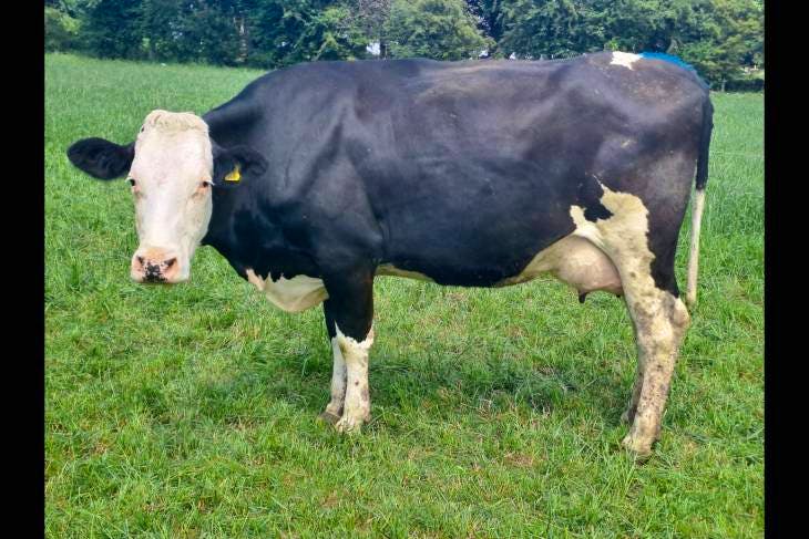 60 Holstein Friesian, Fleckvieh Cross Dairy, Breeding Cows, Heifers ...