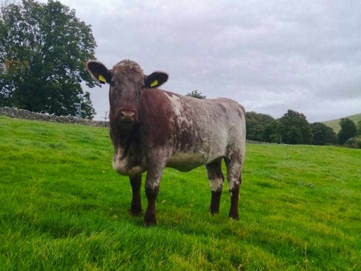 5 Pedigree Beef Shorthorn Breeding Heifers SellMyLivestock The Online Livestock Marketplace