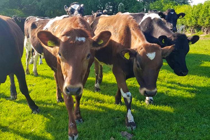 9 Kiwi Cross In-Calf Breeding Heifers | SellMyLivestock - The Online ...