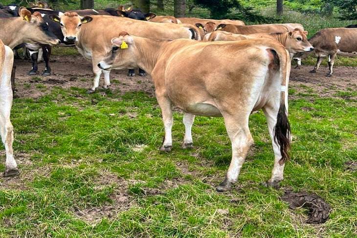 23 British Friesian, Jersey Cross In-calf Dairy, Breeding Heifers, Cows 