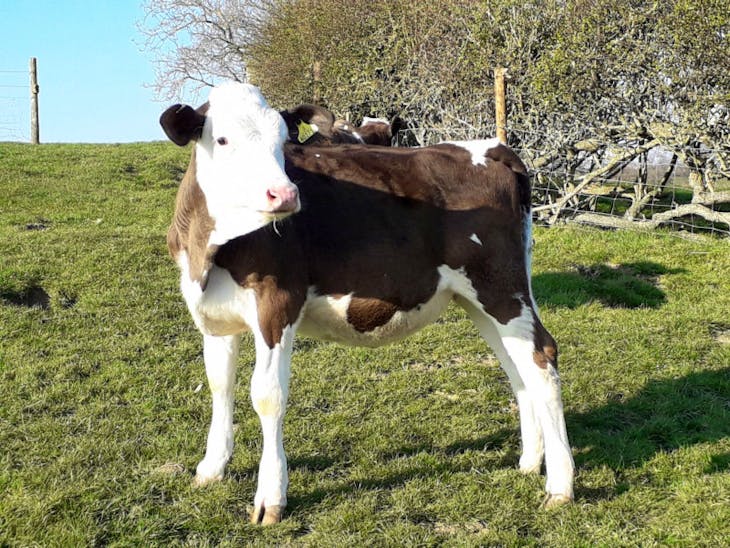 3 Hereford, Holstein Cross Store Heifers SellMyLivestock The Online Livestock Marketplace