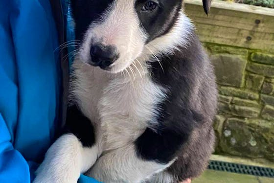 Border Collie Puppies for Sale