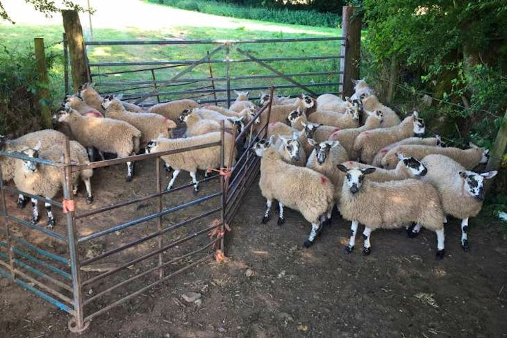 30 Scotch Mule Breeding Lambs 