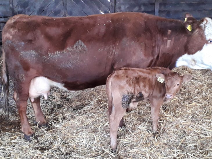 12 Limousin, British Blue, Aberdeen Angus Cross InCalf Breeding Cows
