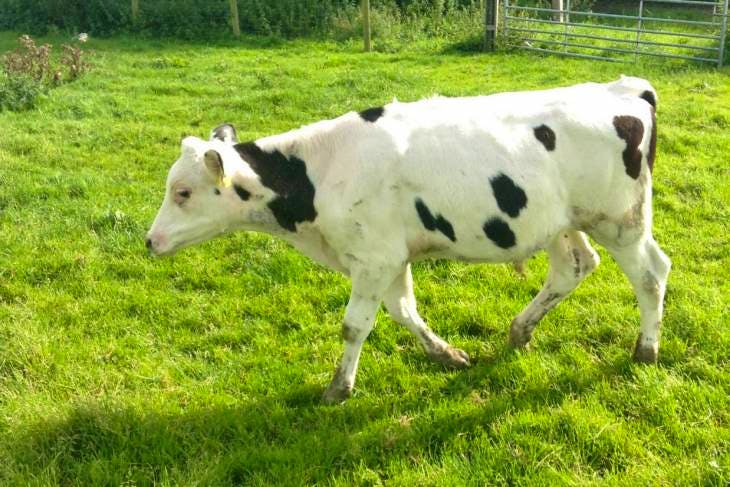 13 Simmental, Holstein, Hereford, Belgium Blue Cross Store Bulls ...