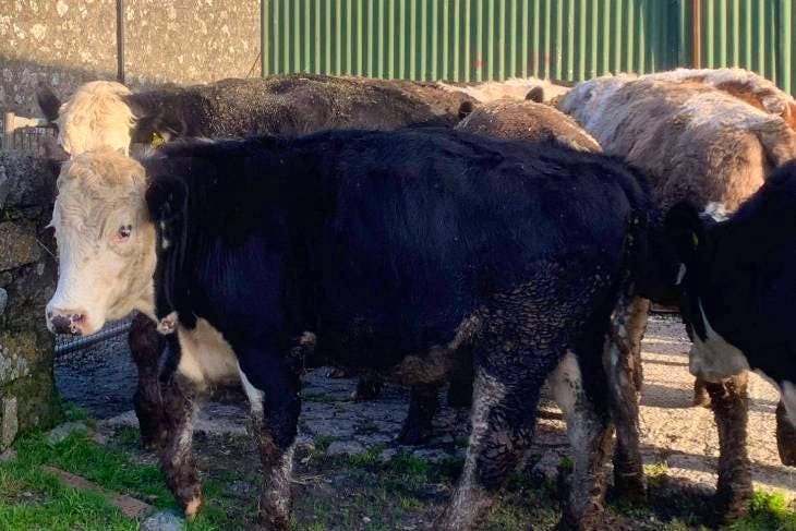 10 Simmental, Hereford Cross Store Steers | SellMyLivestock - The ...