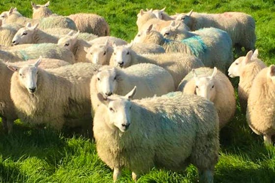 Cheviot Sheep For Sale | SellMyLivestock - The Online Livestock Marketplace