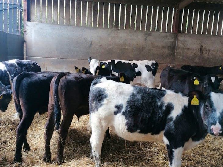 85 Aberdeen Angus, British Blue, Charolais, Holstein, Hereford, Limousin Cross Store Steers