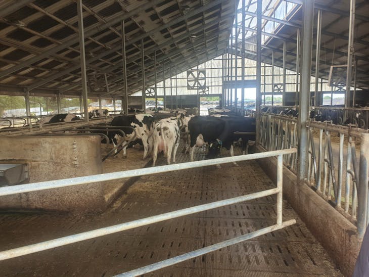 34 Pedigree Holstein Friesian Breeding, Dairy Cows, Heifers