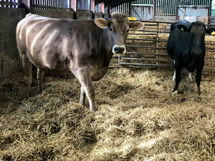 2 Brown Swiss, Holstein Friesian InCalf Breeding, Dairy Heifers
