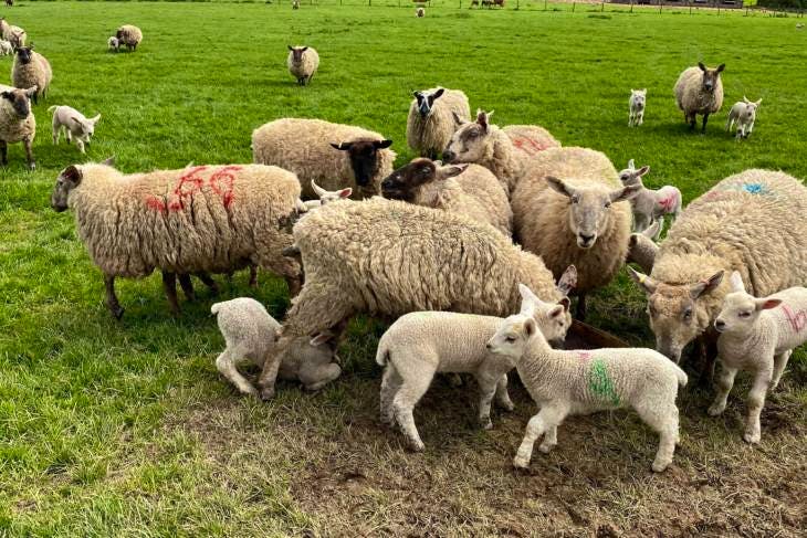 20 Suffolk North Of England Mule Cross Breeding Ewes Gimmers With