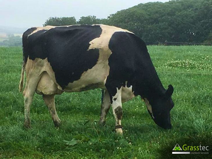 30 Holstein Friesian, Holstein Cross InCalf Breeding, Dairy Cows