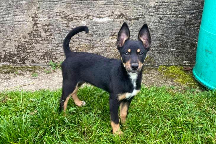 Kelpie x best sale border collie puppy