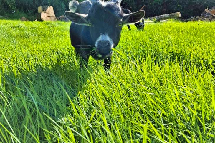 1 Pygmy Breeding Buck | SellMyLivestock - The Online Livestock Marketplace