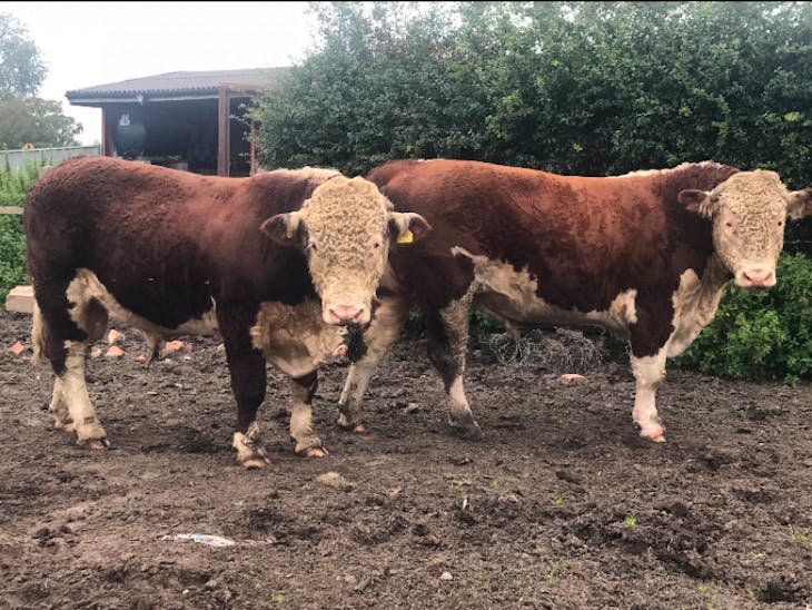 2 Pedigree Hereford Breeding Bulls SellMyLivestock The Online