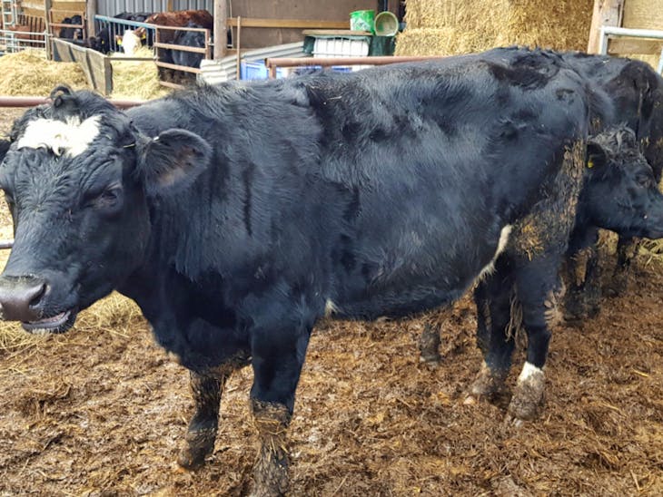 6 Aberdeen Angus, Hereford Store Steers | SellMyLivestock - The Online ...