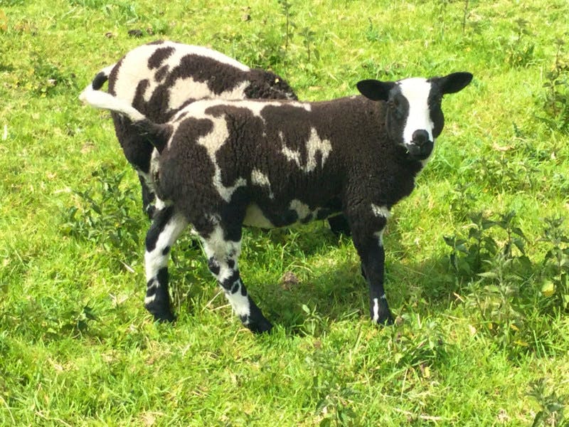 1 Pedigree Dutch Spotted Breeding Ram | SellMyLivestock - The Online ...