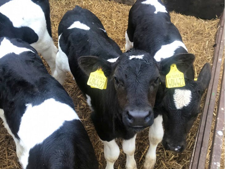40 British Friesian Store Calves SellMyLivestock The Online