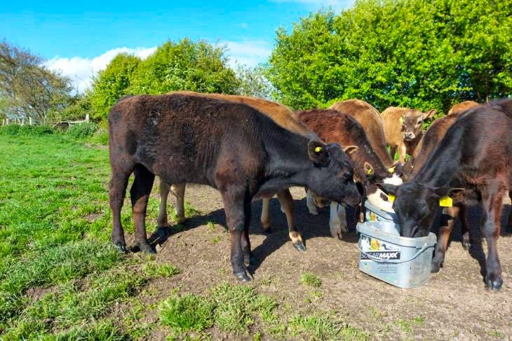 11 Aberdeen Angus, Dairy Shorthorn, Hereford Cross Store Steers ...